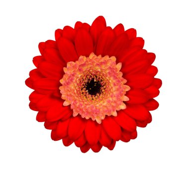 Gerbera çiçeği beyaz arkaplanda, kırmızı
