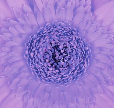 Gerbera çiçeği beyaz bir arkaplanda, mor