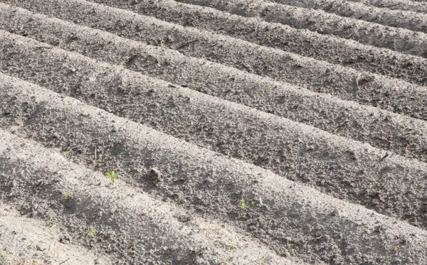 Vista Dei Terreni Agricoli Destinati Alla Semina Seminativi Paesi Bassi — Foto Stock