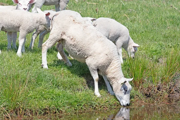 Pecora Sul Luogo Abbeveraggio Acqua Potabile Agnelli Dietro Pecora Madre — Foto Stock