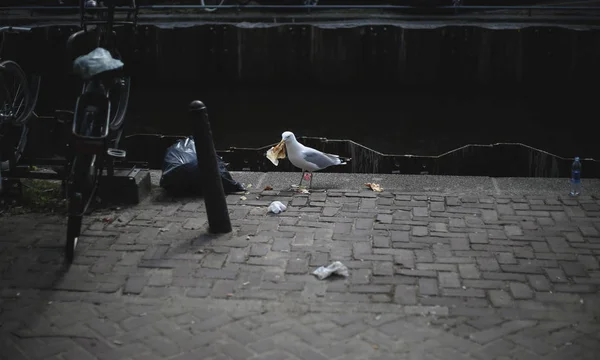 Amsterdam 'ın kirli caddesinde gagasında çöplerle martı.