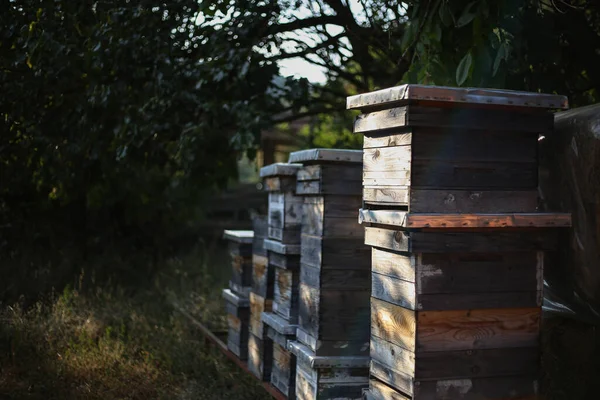 Jardin Avec Nombreuses Ruches Abeilles Domestiques — Photo