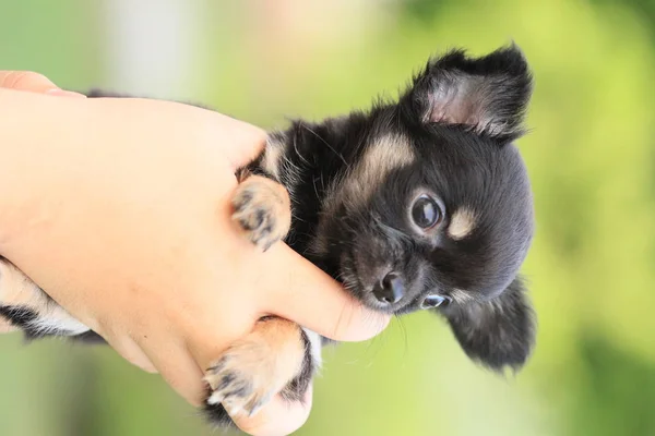 手拿可爱的小狗黑色在绿色庭院背景 — 图库照片
