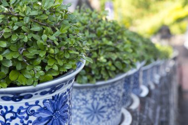 Ağaçlar ot yan yolu yürüyüş Phra Nakhon Khiri HIST, yakın çekim