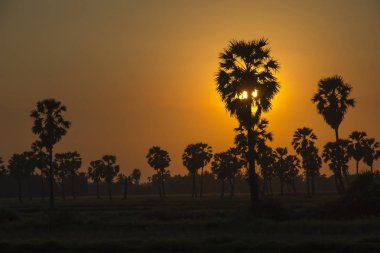 Şeker palmiye ağacı ve yeşilliklerle pirinç tarlaları üzerinde Orange Sky