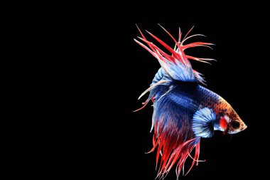 Betta splendens (taç kuyruk)