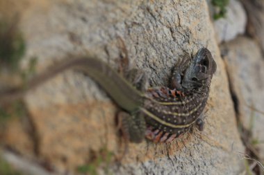 Kertenkeleler, küçük ölçekli kertenkeleler kelebek, kertenkeleler, Butterf zemin