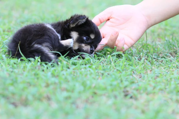 Chihuahua cachorrito con mano humana — Foto de Stock