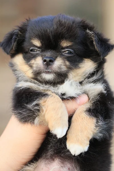 Chihuahua little puppy with human hand — Stock Photo, Image