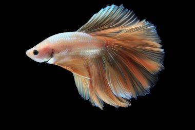 Halfmoon altın betta siyah arka plan üzerine izole