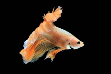 Halfmoon altın betta siyah arka plan üzerine izole