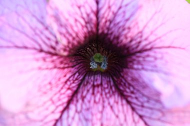 Bir güzel Petunya çiçek (Petunya boş Close-Up) 