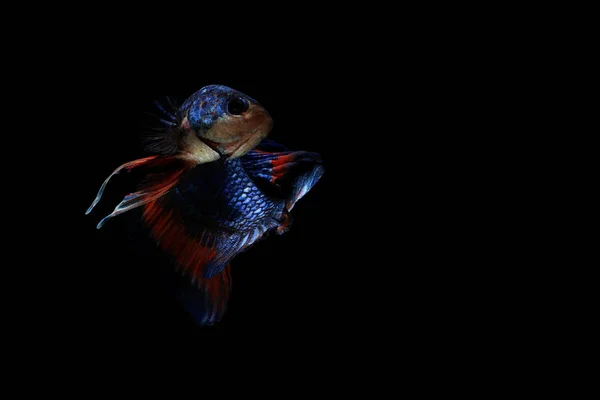 Betta fish, pesce siamese combattente, betta splendens — Foto Stock