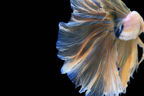 Capture the moving moment of Betta Fish on black background — Stock Photo, Image