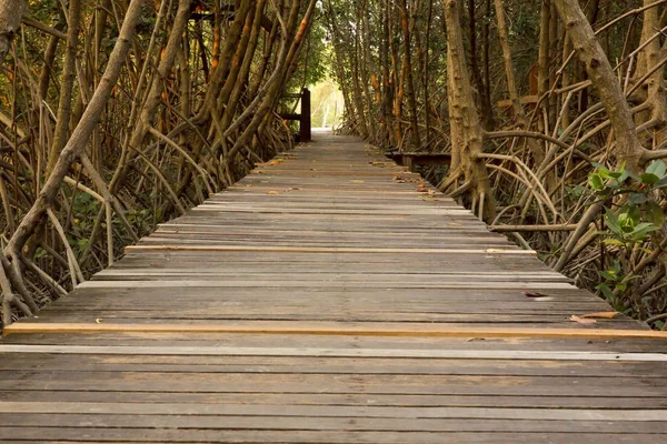 Holzbrücke im Mangrovenwald bei laem phak bia — Stockfoto