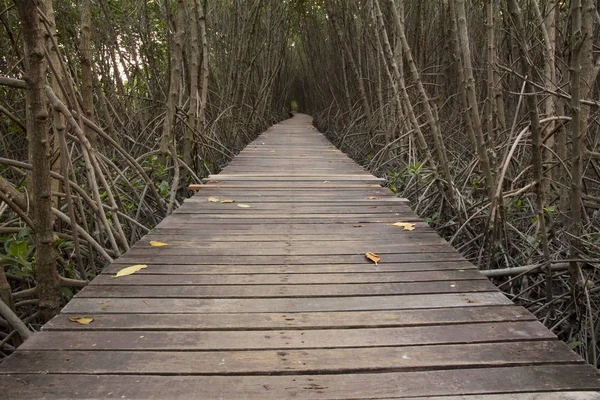 Puente de madera en el bosque de manglares en Laem Phak Bia — Foto de Stock