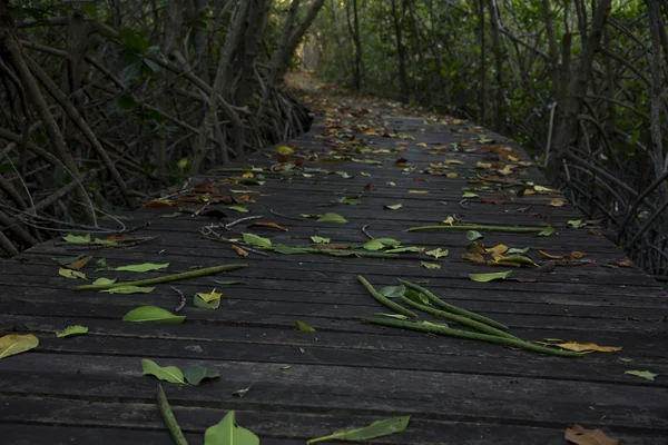 Holzbrücke im Mangrovenwald bei laem phak bia — Stockfoto