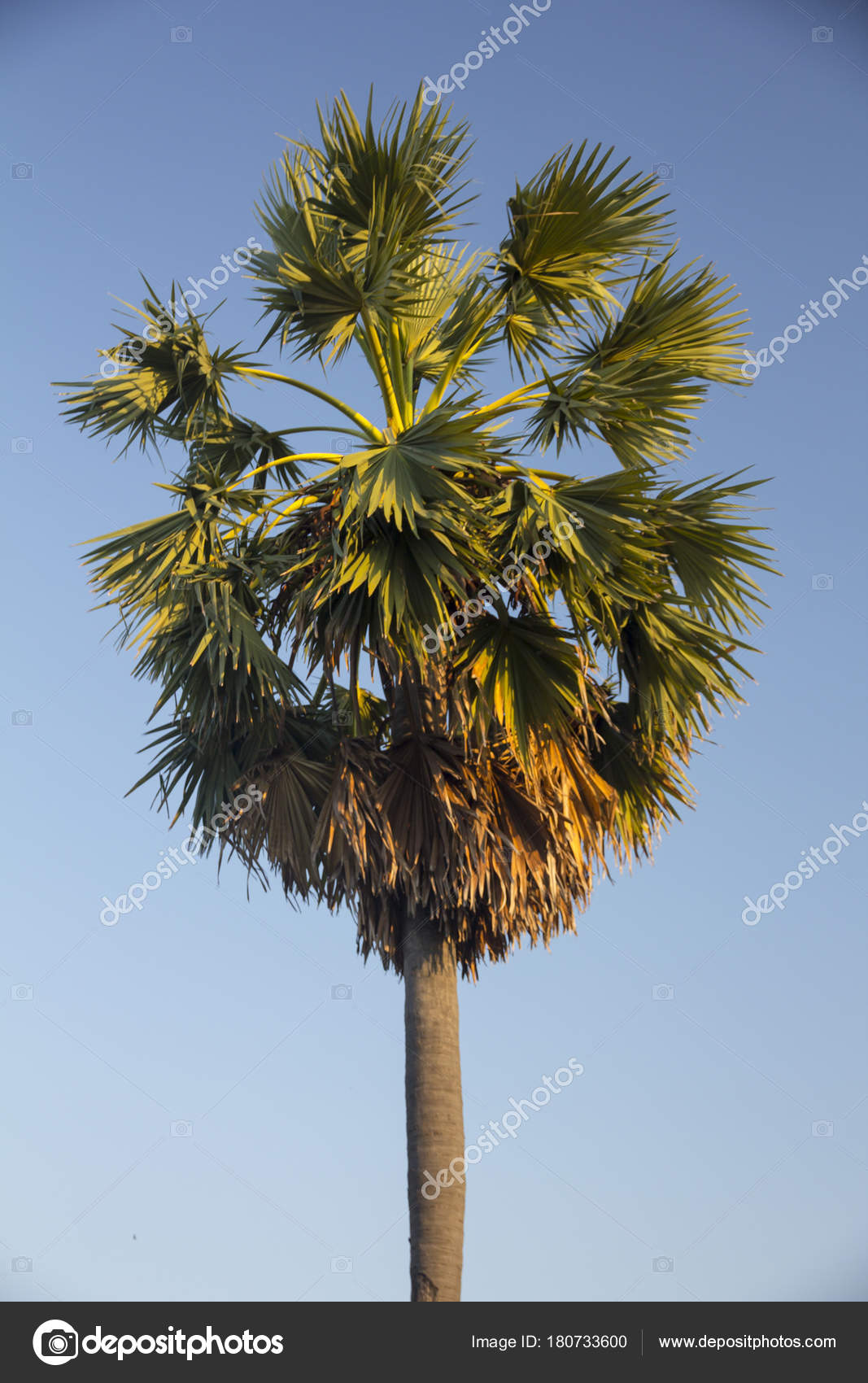 Palmyra Tree Sugar Fan Palm Palmyra Palm Sugar Palms Borassus Flabellifer With Stock Photo C Somprasong0042 180733600,Buckwheat Pancakes