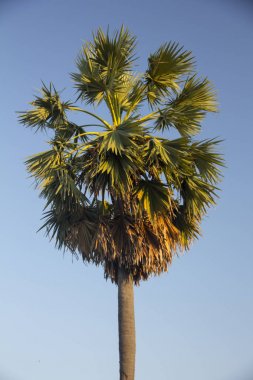 Fan palmiye, Palmyra Palm, şeker palms (borassus flabellifer) ile 