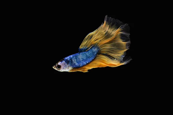 Betta fish, siamese fighting fish, betta splendens (Halfmoon fan — Stock Photo, Image