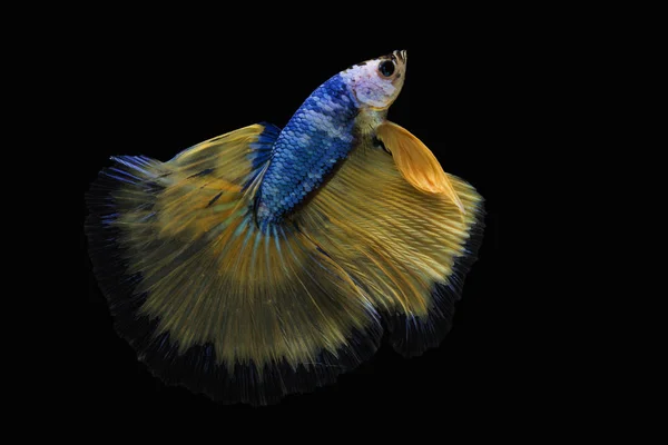 Betta fish, pesce siamese combattente, betta splendens (Amante della mezzaluna — Foto Stock