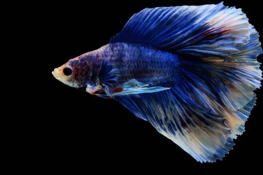Daha iyi balık, Siyam mücadele balık betta splendens (Halfmoon fanc