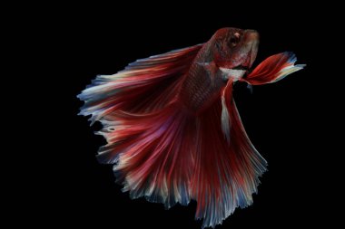  Daha iyi balık, Siyam mücadele balık betta splendens (Halfmoon fan