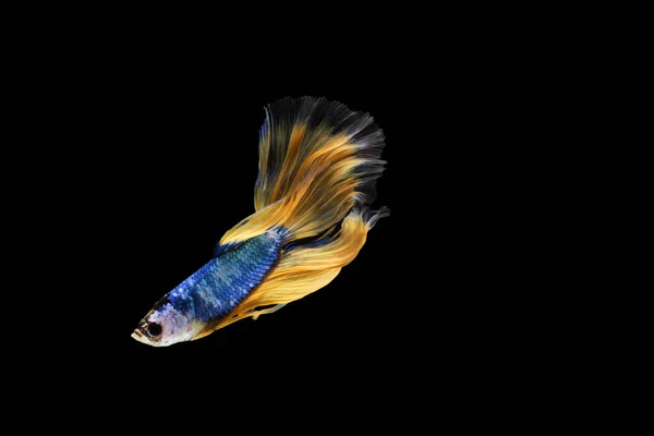 Ikan Betta, ikan pertempuran siam, betta splendens (penggemar Halfmoon — Stok Foto