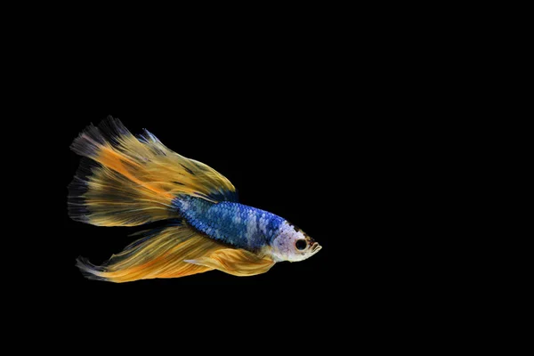 Pește Betta, pește de luptă siamez, splendide betta (fan Halfmoon — Fotografie, imagine de stoc