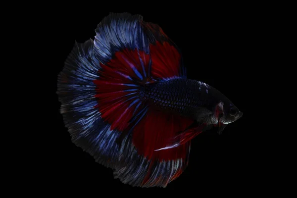 Betta fish, siamese fighting fish betta splendens (Halfmoon fanc