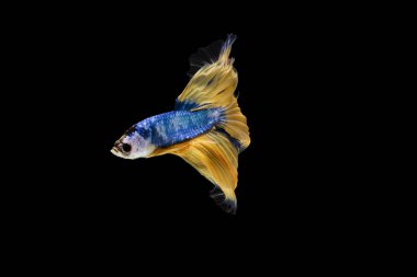 Daha iyi balık, Siyam mücadele balık, betta splendens Halfmoon süslü sarı daha iyi), izole siyah arka plan üzerine.