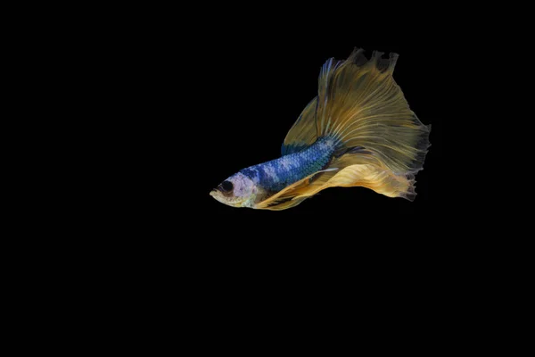 Betta vis, siamese vechten vis, betta splendens Halfmoon mooie gele betta), geïsoleerd op zwarte achtergrond. — Stockfoto