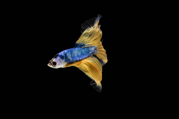 Betta fish, siamese fighting fish, betta splendens Mezzaluna fantasia Giallo betta), isolato su fondo nero . — Foto Stock