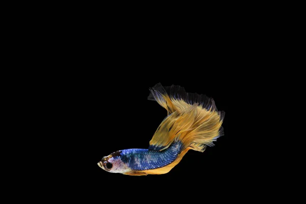 Риба бетта, сиамська риба, бетта чудова Напівмісяць вишукана Жовта бетта), ізольована на чорному тлі . — стокове фото