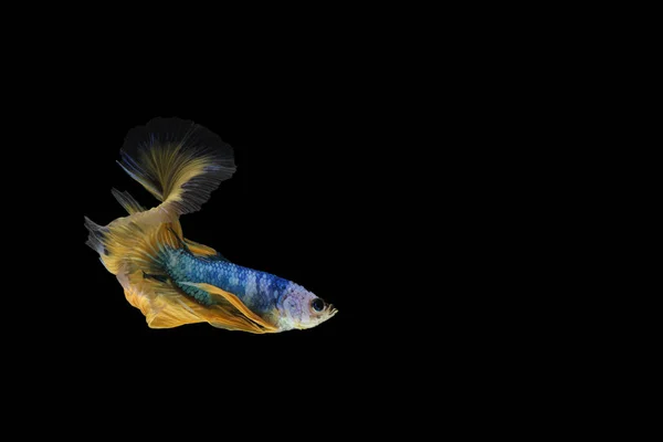 Betta fish, siamese fighting fish, betta splendens Mezzaluna fantasia Giallo betta), isolato su fondo nero . — Foto Stock