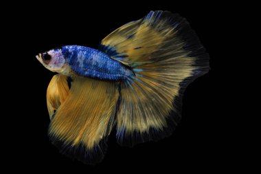 Beta balığı, siyam balığı dövüşü, betta ihtişamı 