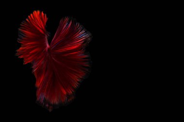 Daha iyi balık, Siyam mücadele balık betta splendens (Halfmoon kırmızı daha iyi Rosetail-halfmoon), siyah arka plan üzerine izole