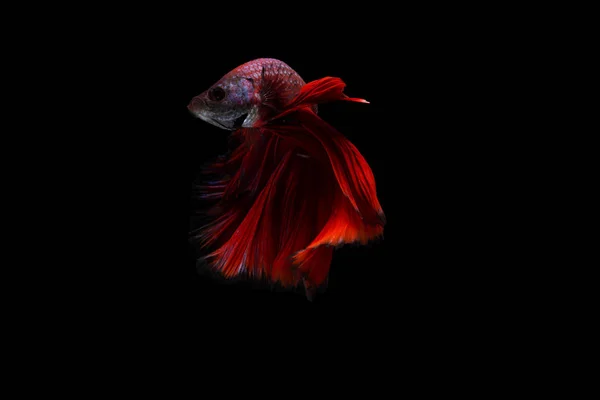 Betta vis, siamese fighting vissen betta splendens (Halfmoon Red betta), geïsoleerd op zwarte achtergrond — Stockfoto