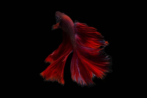 斗鱼, 暹罗战斗鱼斗芨芨草 (半月湾红色斗), 在黑色背景隔绝 — 图库照片