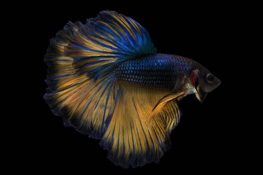 Daha iyi balık, Siyam mücadele balık, betta splendens (Halfmoon fan