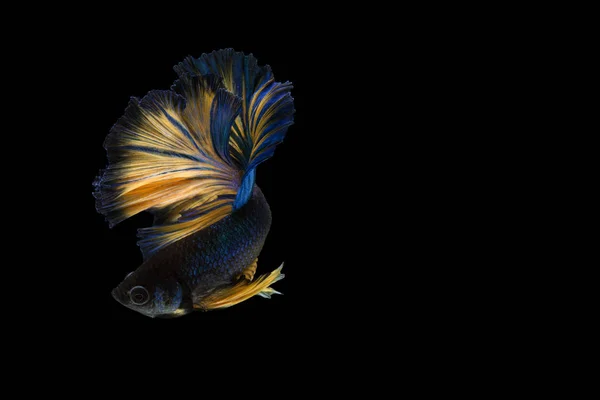 Ikan Betta, ikan pertempuran siam, betta splendens (penggemar Halfmoon Stok Foto