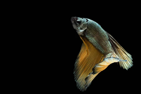 Betta fish, siam fighting fish, betta splendens (Halfmoon fancy betta), terisolasi di latar belakang hitam . — Stok Foto
