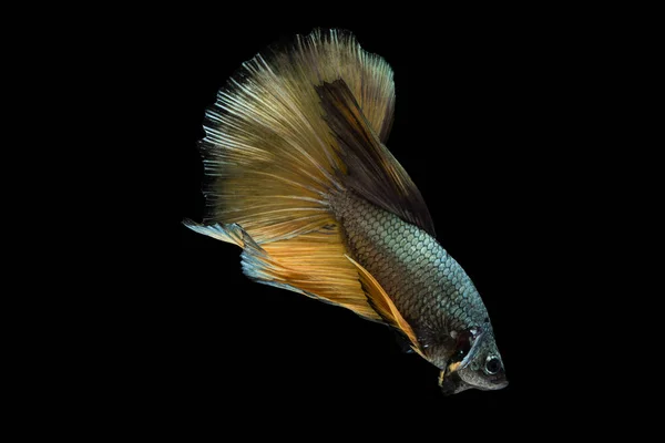 Betta vis, siamese vechten vis, betta splendens (Halfmoon fancy betta), geïsoleerd op zwarte achtergrond. — Stockfoto