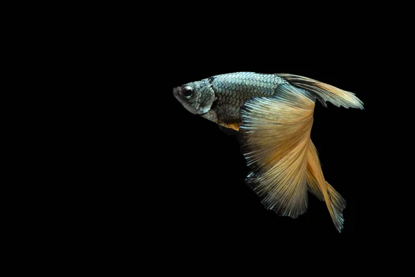 Betta vis, siamese fighting vissen betta splendens (Halfmoon fanccy betta), geïsoleerd op zwarte achtergrond. — Stockfoto
