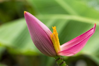 Muz çiçeği, yeşil le bir muz ağacından Muz çiçeği