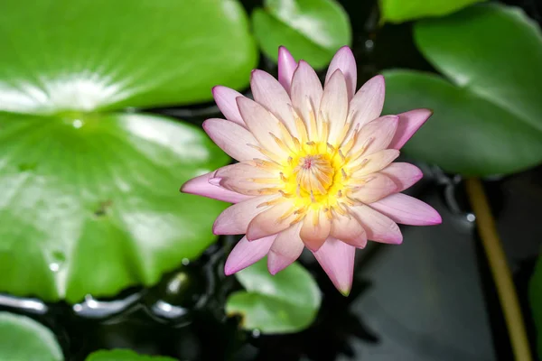 Een mooie van lotus in de zon dag ochtend — Stockfoto