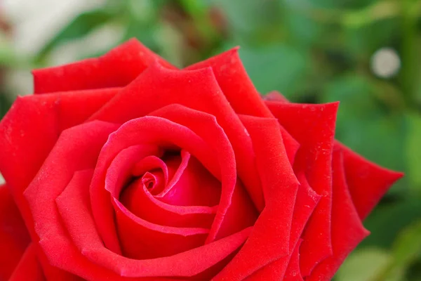 Fechar Colheita Grande Flor Rosa Vermelha Fundo Folhas Verdes Embaçadas Fotografias De Stock Royalty-Free