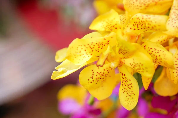 Primer Plano Cultivo Orquídea Amarilla Sobre Fondo Borroso —  Fotos de Stock