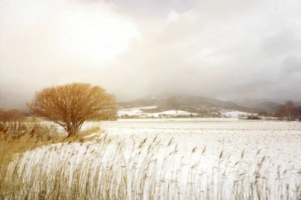Одно Дерево Заснеженном Лугу Сельской Местности Саппоро Зимой Фоне Солнечной — стоковое фото
