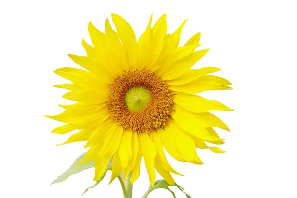Einzelne Sonnenblumen Isolieren Auf Weißem Hintergrund Und Machen Mit Wegen — Stockfoto
